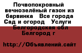 Почвопокровный, вечнозелёный газон из барвинка - Все города Сад и огород » Услуги   . Белгородская обл.,Белгород г.